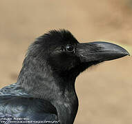 Large-billed Crow