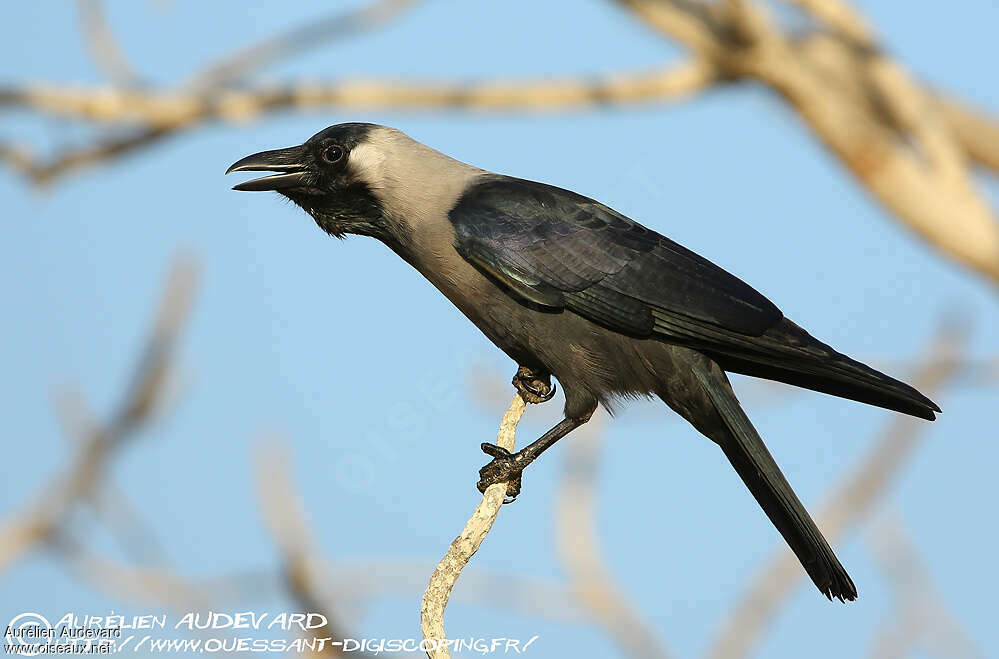 Corbeau familieradulte, identification