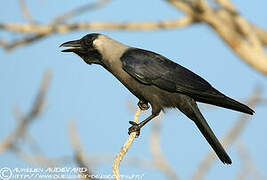 House Crow