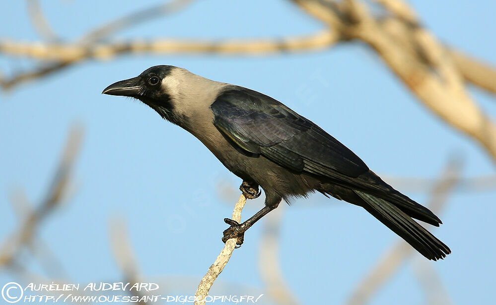 Corbeau familier