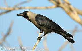 House Crow