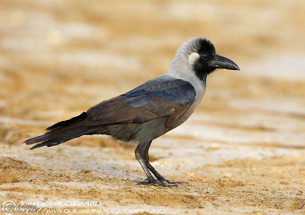 Corbeau familier - Corvus splendens