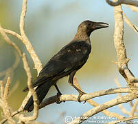 House Crow