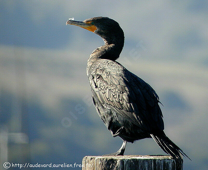 Double-crested Cormorant