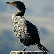 Cormoran à aigrettes