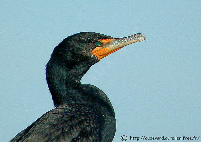 Double-crested Cormorant