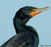 Double-crested Cormorant