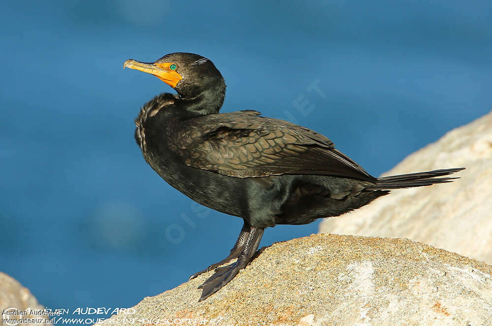 Double-crested Cormorantadult breeding, identification