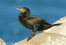 Cormoran à aigrettes