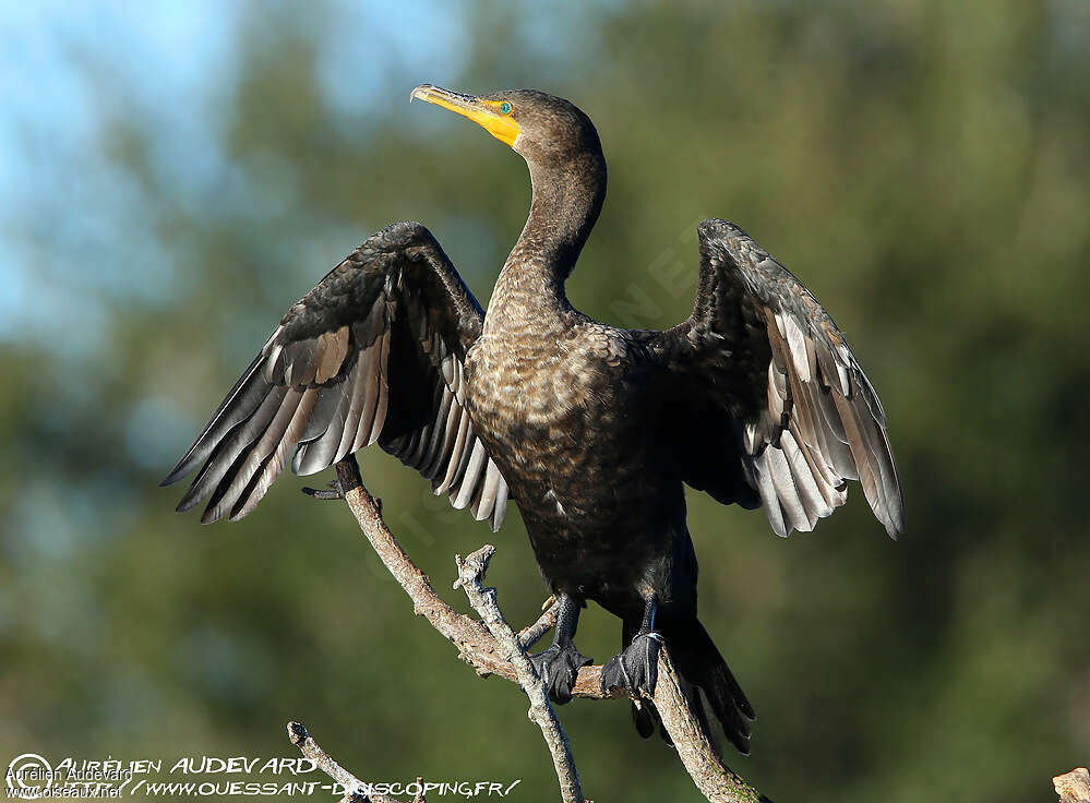 Cormoran à aigrettesimmature, mue, pigmentation, Comportement