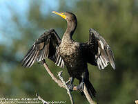 Cormoran à aigrettes