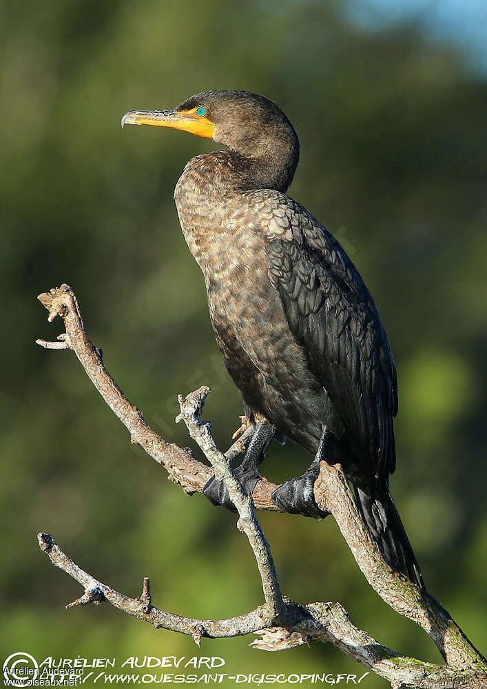 Cormoran à aigrettesadulte internuptial, identification