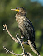 Cormoran à aigrettes