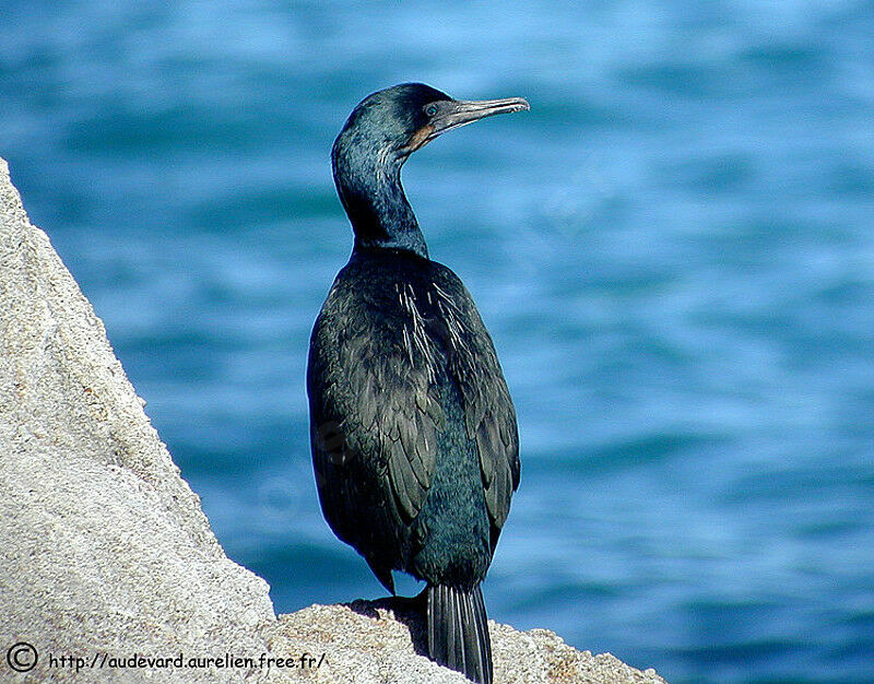 Brandt's Cormorant