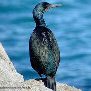 Brandt's Cormorant