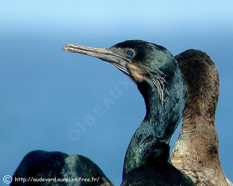 Brandt's Cormorant