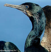 Brandt's Cormorant