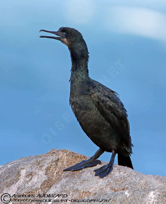 Brandt's Cormorant, identification