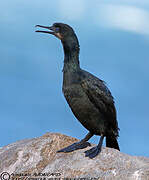 Cormoran de Brandt