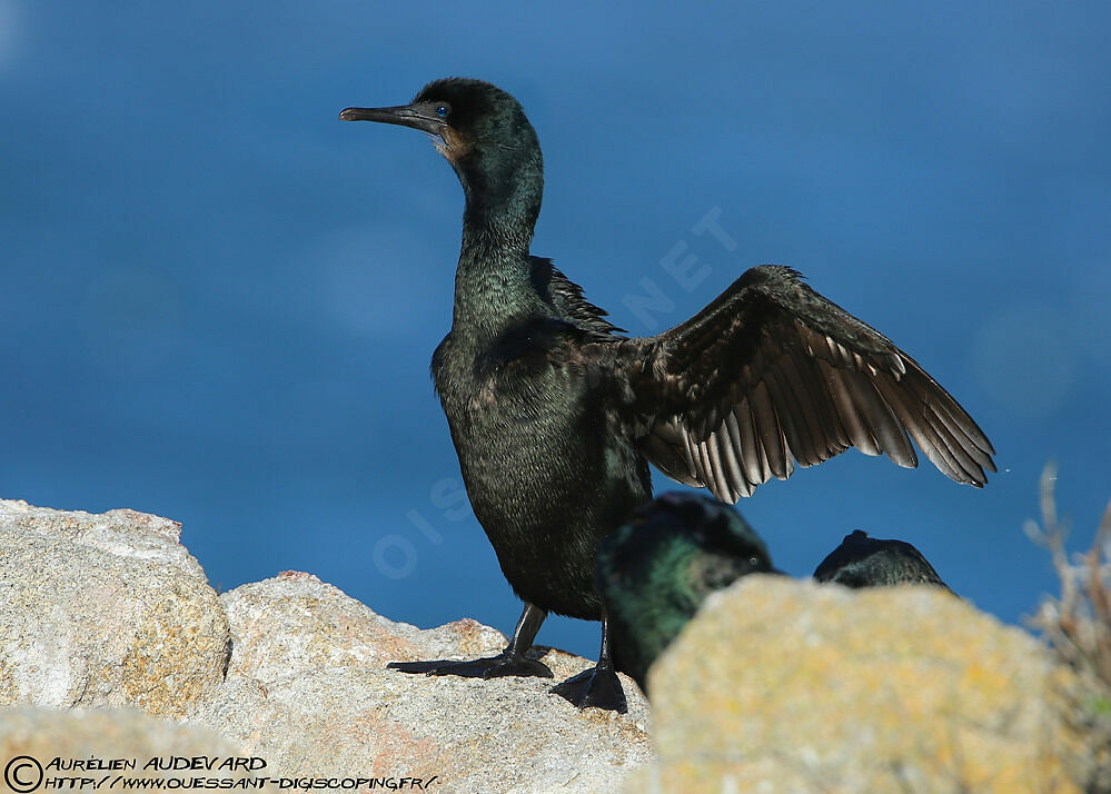 Cormoran de Brandt