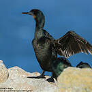 Cormoran de Brandt