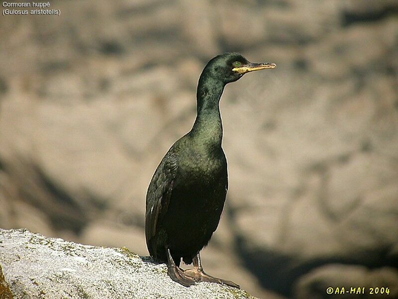 European Shag