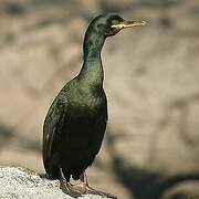 European Shag