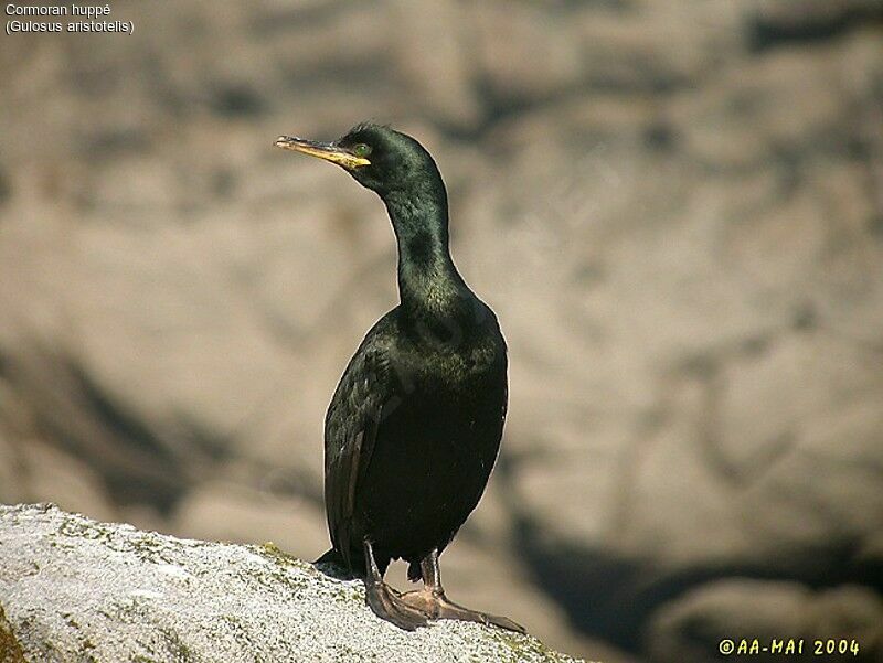 European Shag