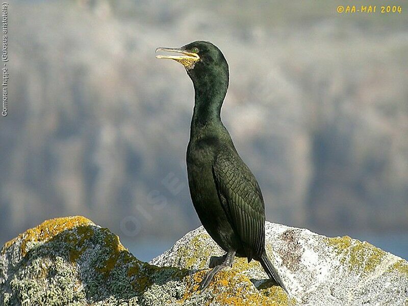 European Shag