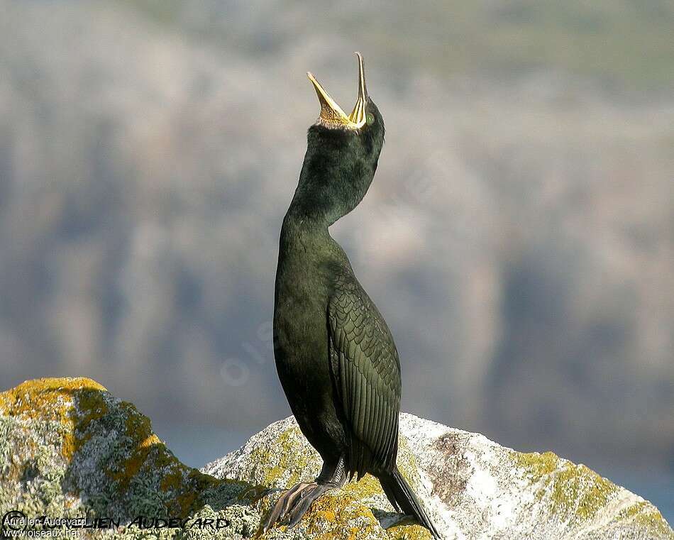 European Shagadult, Behaviour