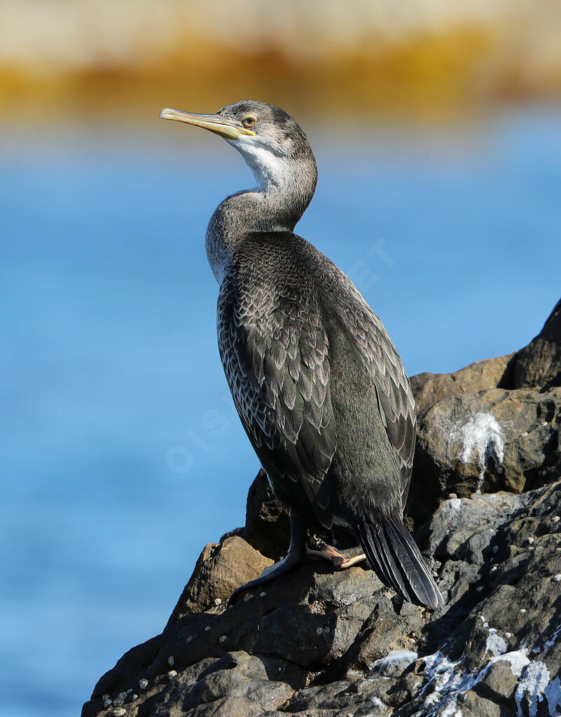 Cormoran huppéjuvénile, identification