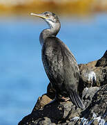 European Shag