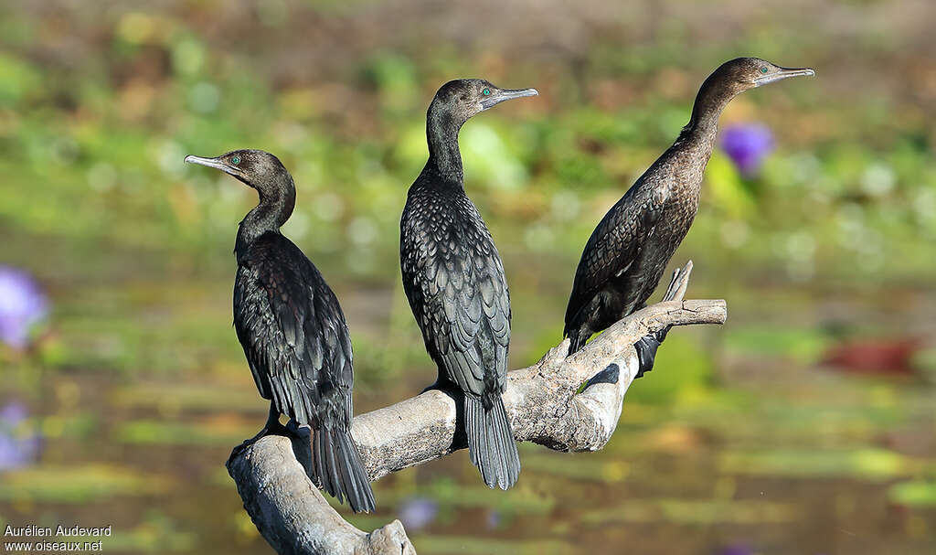 Little Black Cormorant, pigmentation