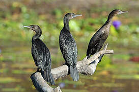 Little Black Cormorant