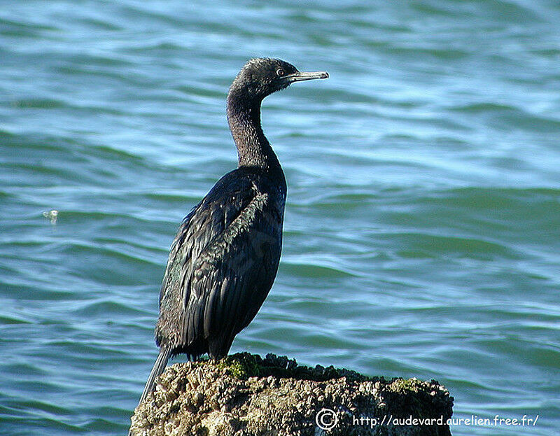 Cormoran pélagique