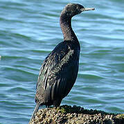 Pelagic Cormorant