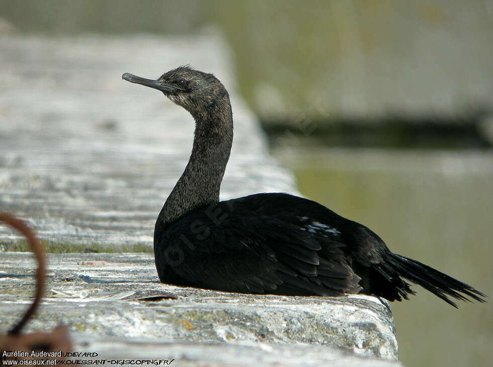 Cormoran pélagiqueimmature, identification