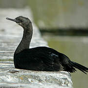 Pelagic Cormorant