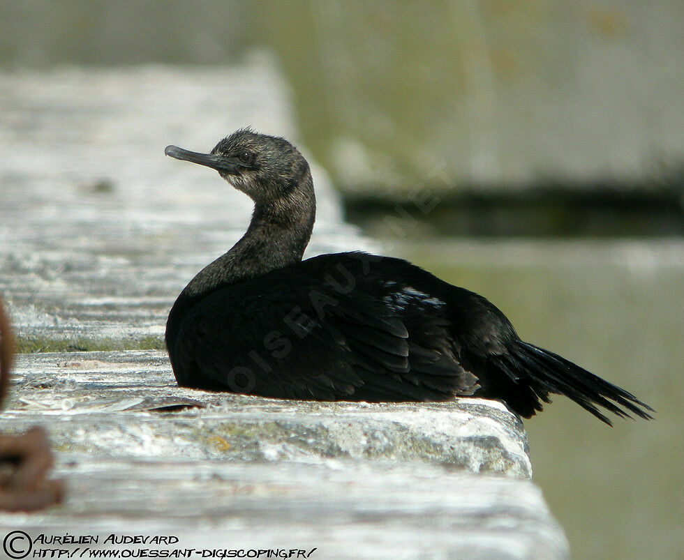 Cormoran pélagique