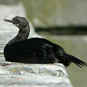 Pelagic Cormorant