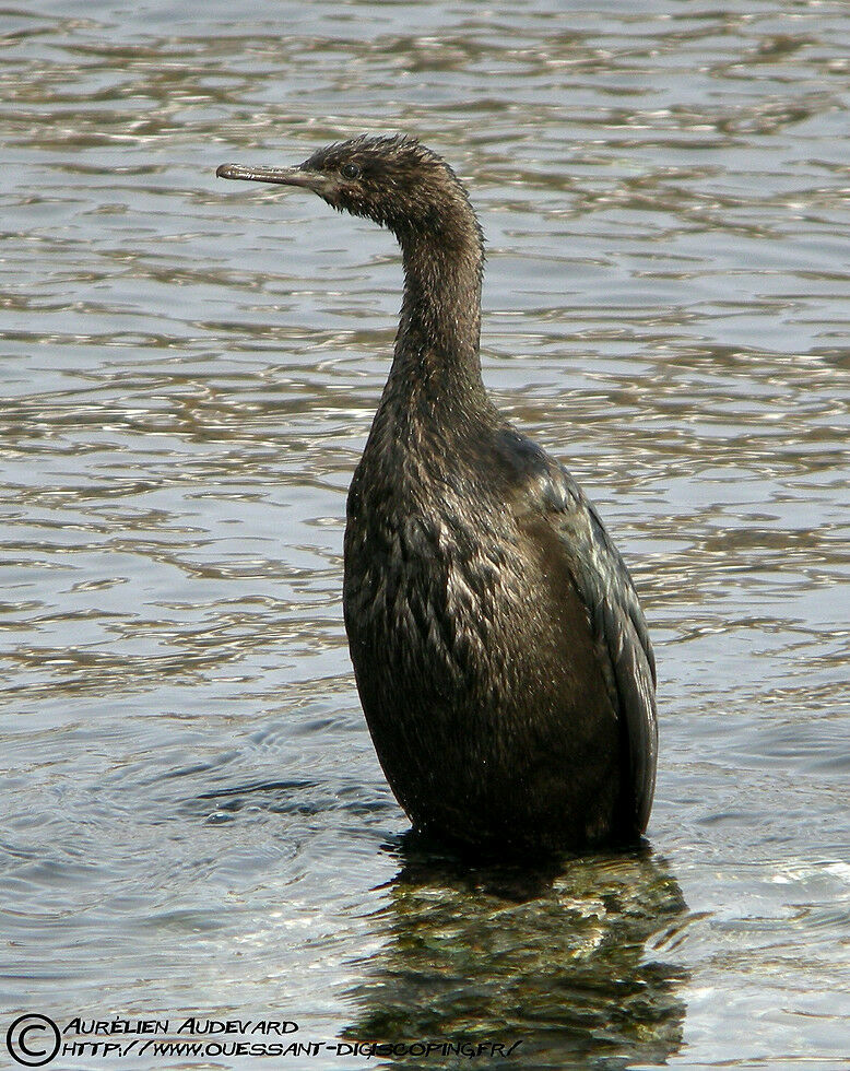 Cormoran pélagiqueimmature