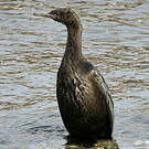 Cormoran pélagique