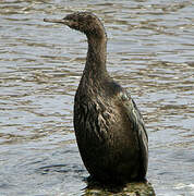 Pelagic Cormorant