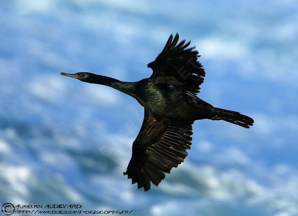 Pelagic Cormorantadult, Flight