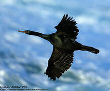 Pelagic Cormorant