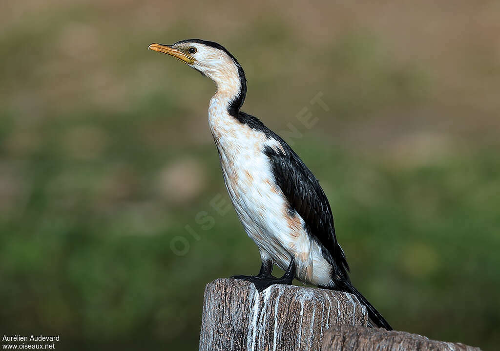 Little Pied Cormorantadult, identification