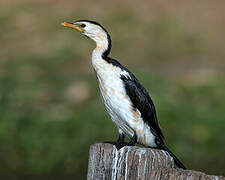 Little Pied Cormorant