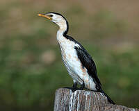 Cormoran pie