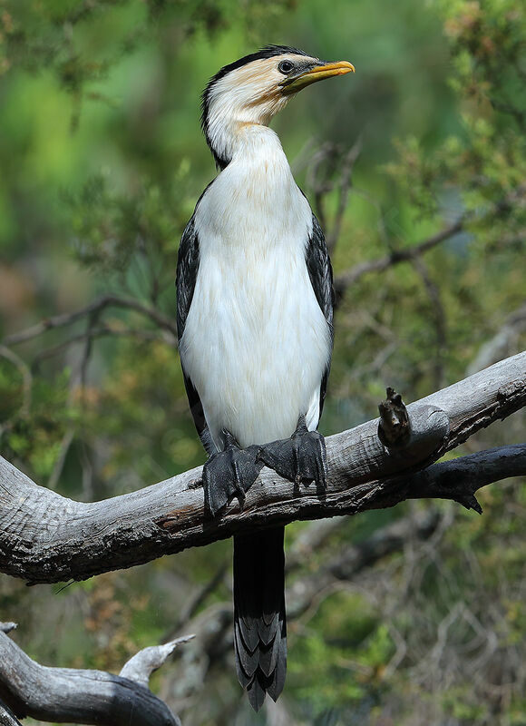 Little Pied Cormorant, identification