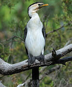 Little Pied Cormorant